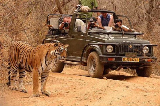 Ranthambore: Full-day safari a reality