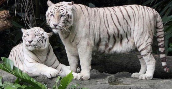 White tiger safari inaugurated in MP's Satna district